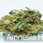 Сорт семян каннабиса Amnesia Haze Feminised Gold