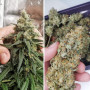 Cannabis seeds AMSTERDAM AMNESIA® from Dutch Passion