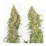 Cannabis seeds AMSTERDAM AMNESIA® from Dutch Passion