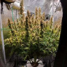 Auto Big Bud Feminised Silver