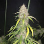 Cannabis seed variety Auto New York Diesel Feminised Silver