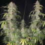 Cannabis seed variety Auto New York Diesel Feminised Silver