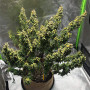 Cannabis seed variety Auto Pineapple Feminised Silver