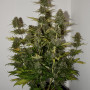 Cannabis seed variety Auto Power Plant Feminised Silver