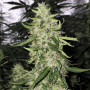 Cannabis seed variety Auto Black Chere Fem