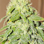 Cannabis seed variety Auto Black Chere Fem