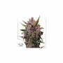 Cannabis seeds AUTO BLACKBERRY KUSH® from Dutch Passion