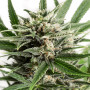 Cannabis seed variety Auto Blue Amnesia XXL Feminised Silver