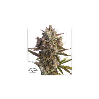 AUTO BLUEBERRY®