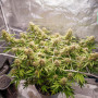 Cannabis seeds AUTO BLUEBERRY® from Dutch Passion