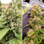 Cannabis seeds AUTO BLUEBERRY® from Dutch Passion