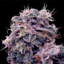 Cannabis seed variety Auto Blueberry Feminised Silver