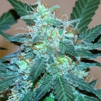 Auto Bruce Banner Feminised Silver