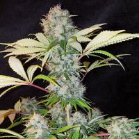 Auto Bubble Kush Feminised Silver