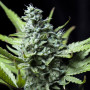 Cannabis seed variety Auto Carpathian Skunk Fem