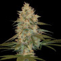 Cannabis seed variety Auto Chocolope Feminised Silver