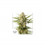 Cannabis seeds AUTO CINDERELLA JACK® from Dutch Passion