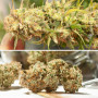 Cannabis seeds AUTO CINDERELLA JACK® from Dutch Passion