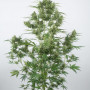 Сорт семян каннабиса Auto Critical +2.0 Feminised Silver