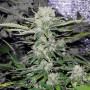 Cannabis seed variety Auto Critical Feminised Gold