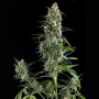 Cannabis seed variety Auto Critical Feminised Gold