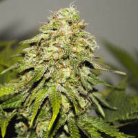 Auto Critical Kush Feminised Silver