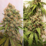 Cannabis seeds AUTO CRITICAL ORANGE PUNCH® from Dutch Passion