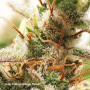 Cannabis seeds AUTO CRITICAL ORANGE PUNCH® from Dutch Passion