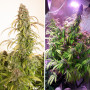 Cannabis seeds AUTO DAIQUIRI LIME® from Dutch Passion