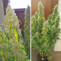 Cannabis seeds AUTO DAIQUIRI LIME® from Dutch Passion