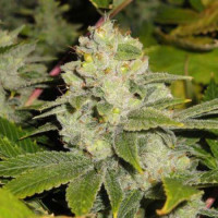 Auto Deadhead OG Feminised Silver