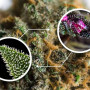 Cannabis seed variety Auto Double Knockout