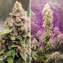 Cannabis seeds AUTO EUFORIA® from Dutch Passion