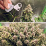 Cannabis seeds AUTO EUFORIA® from Dutch Passion