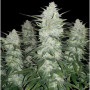 Cannabis seed variety OG Kush Feminised Silver