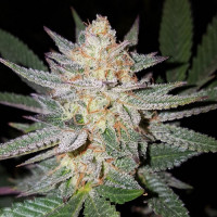 Auto Girl Scout Cookies Feminised Silver