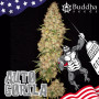 Cannabis seeds AUTO GORILA® from Buddha Seeds