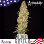 Cannabis seeds AUTO GORILA® from Buddha Seeds
