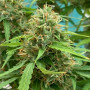 Сорт семян каннабиса Auto Green Crack
