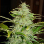 Cannabis seed variety Auto Hindu Kush Gold