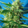 Cannabis seeds ICE COOL® from Sweet Seeds
