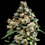 Cannabis seed variety Auto Tutankhamon Feminised Gold