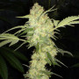 Cannabis seed variety Auto Jack Herer Feminised Silver