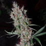 Cannabis seed variety Auto Kali Mist Feminised Gold