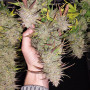 Cannabis seeds AUTO KEROSENE KRASH® from Dutch Passion
