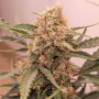 Cannabis seeds AUTO KEROSENE KRASH® from Dutch Passion