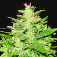 Auto Kush Feminised Gold