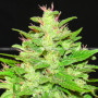 Cannabis seed variety Auto Kush Feminised Gold