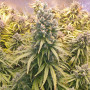 Cannabis seeds AUTO LEMON KIX® from Dutch Passion