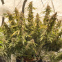 Cannabis seeds AUTO LEMON KIX® from Dutch Passion